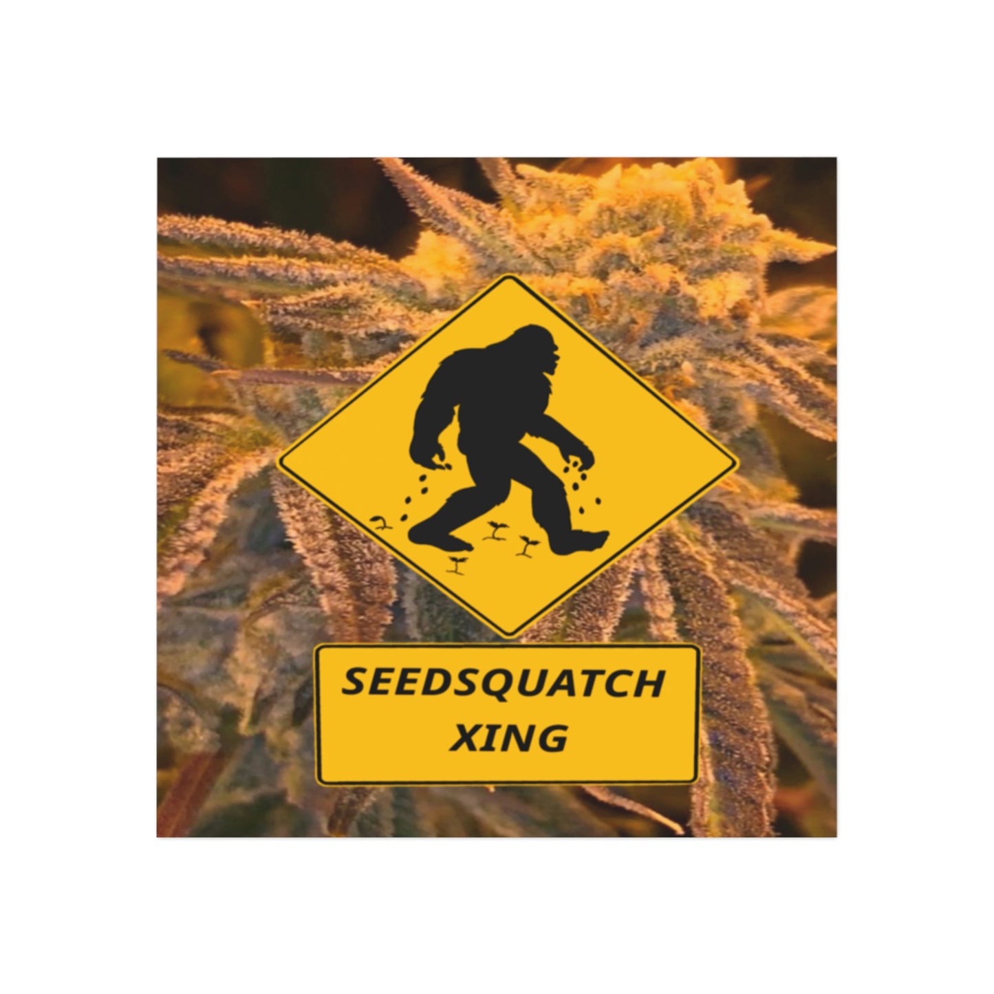 Seedsquatch Xing Square Magnet