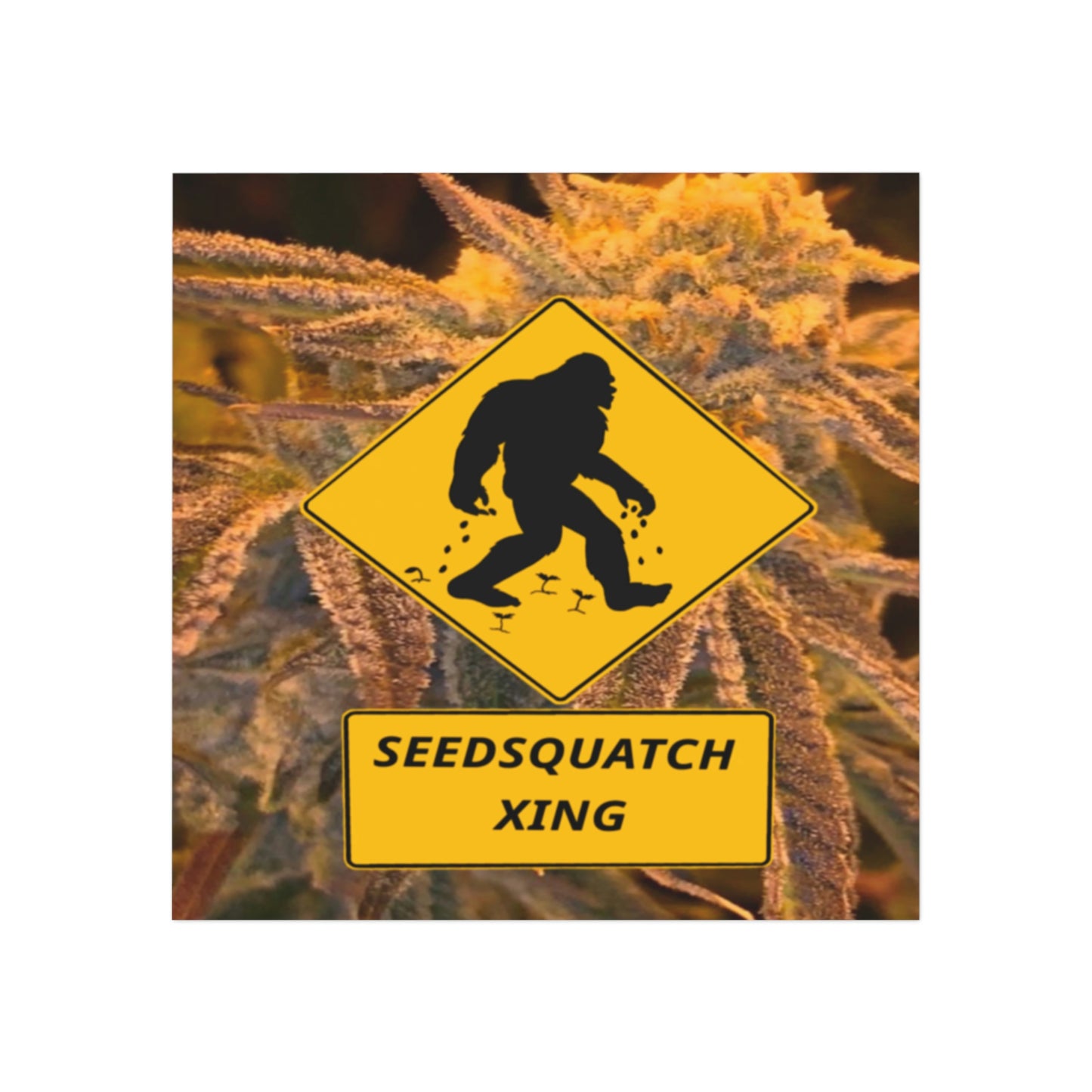 Seedsquatch Xing Square Magnet